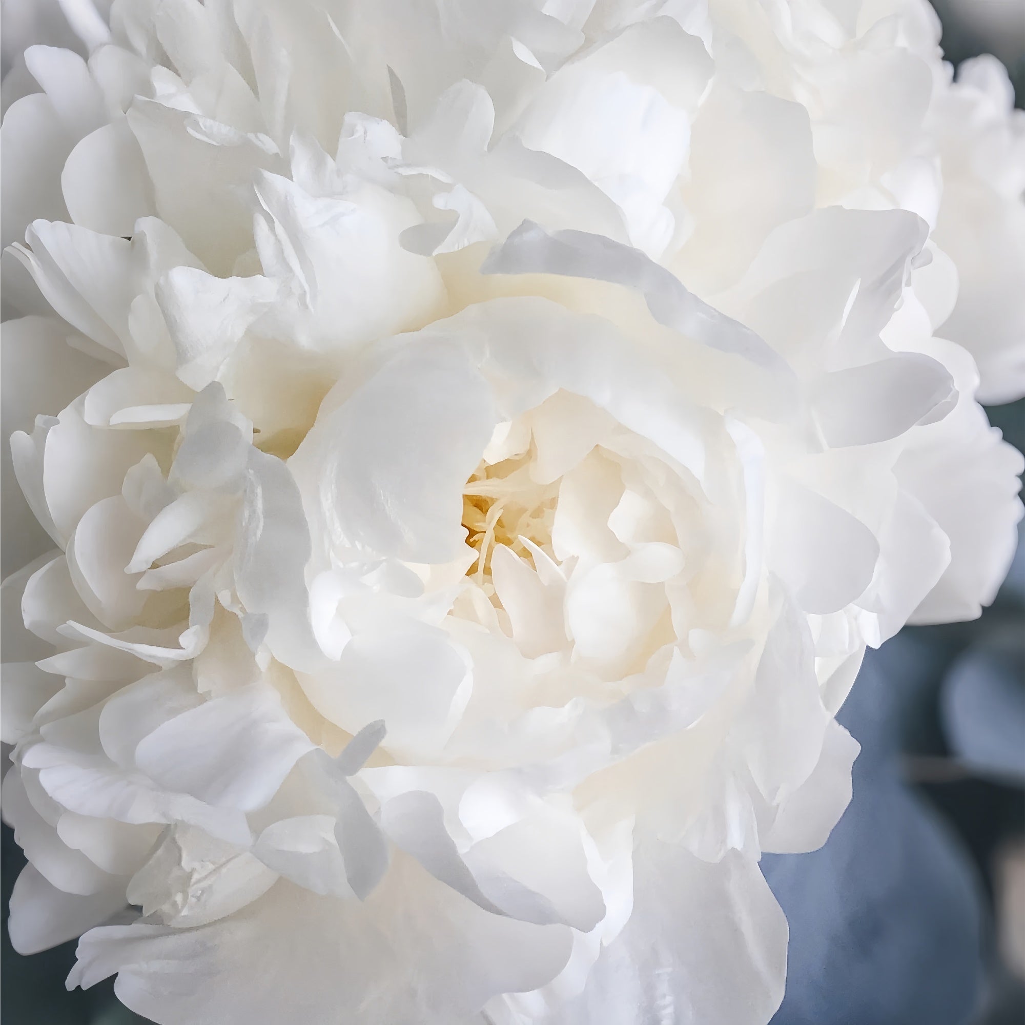 Floral Photography Backdrops White Peony Blossom Backdrop BRP1-385