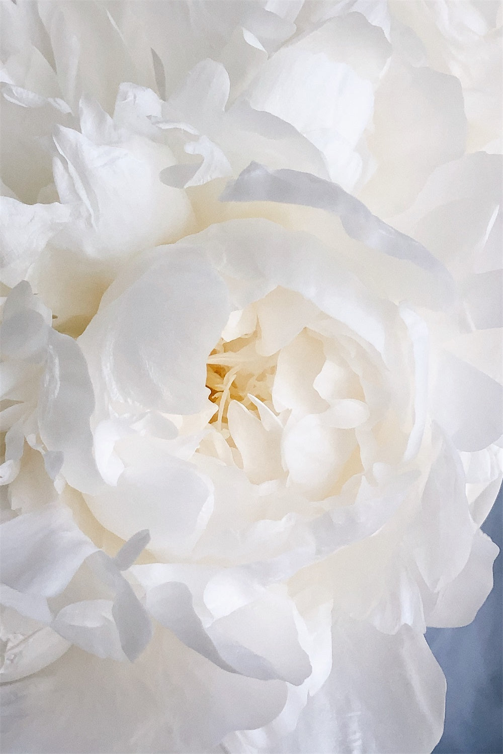 Floral Photography Backdrops White Peony Blossom Backdrop BRP1-385