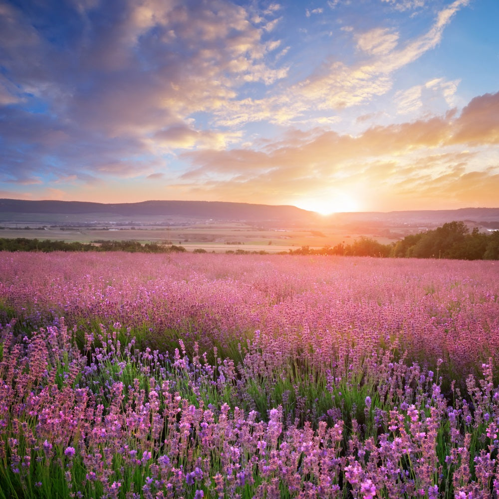 Flower Photo Backdrop Golden Glow Purple Lavender Backdrop BRP1-496