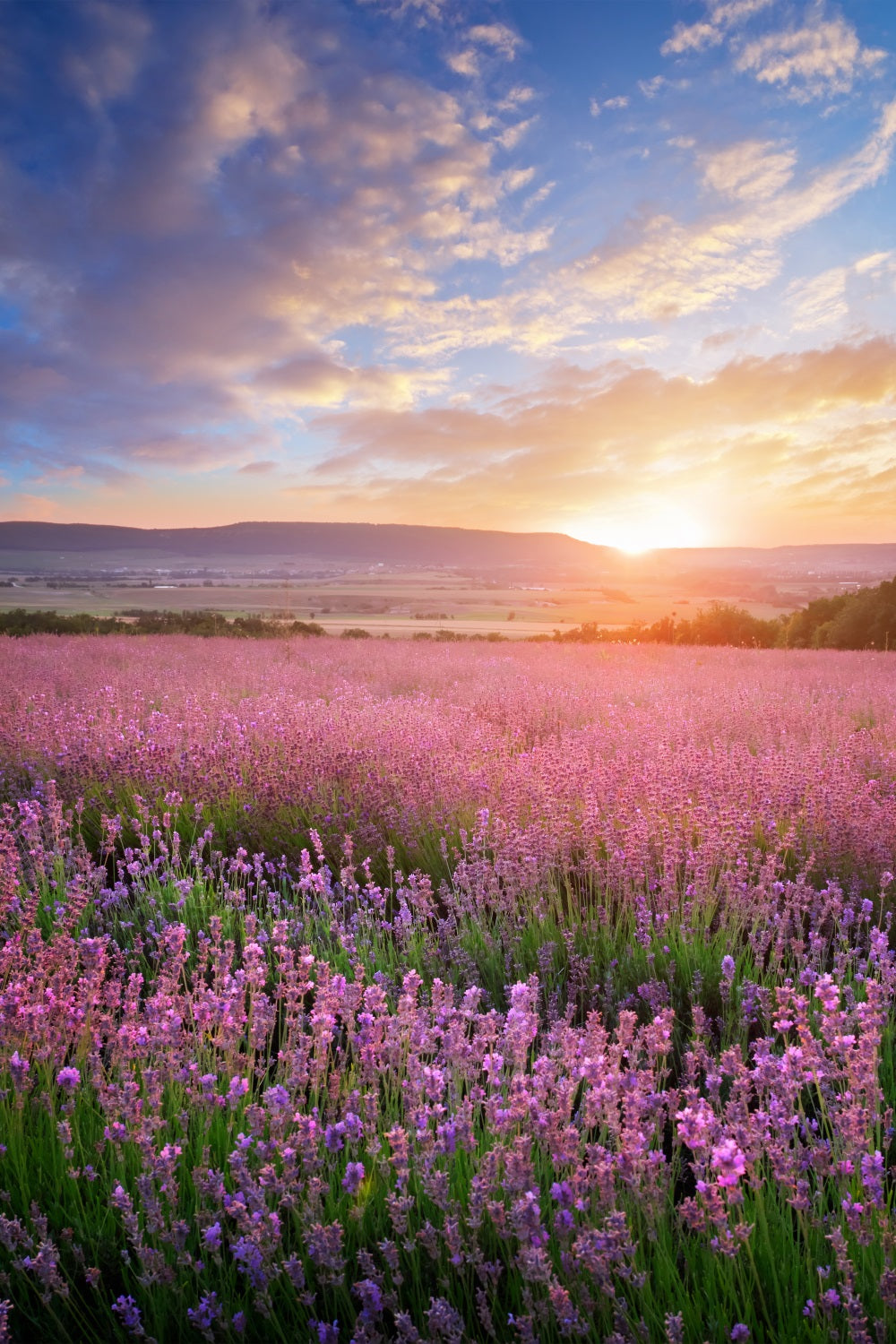 Flower Photo Backdrop Golden Glow Purple Lavender Backdrop BRP1-496