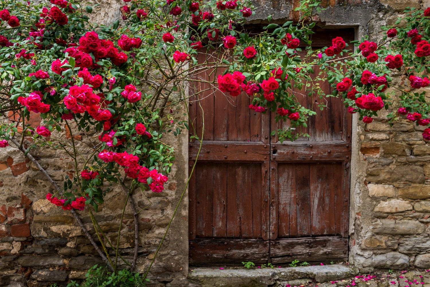 Flower Backdrops Timeworn Red Door Roses Backdrop BRP1-518