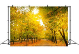 Fall Leaves Background Autumn Trees Golden Backdrop BRP10-234