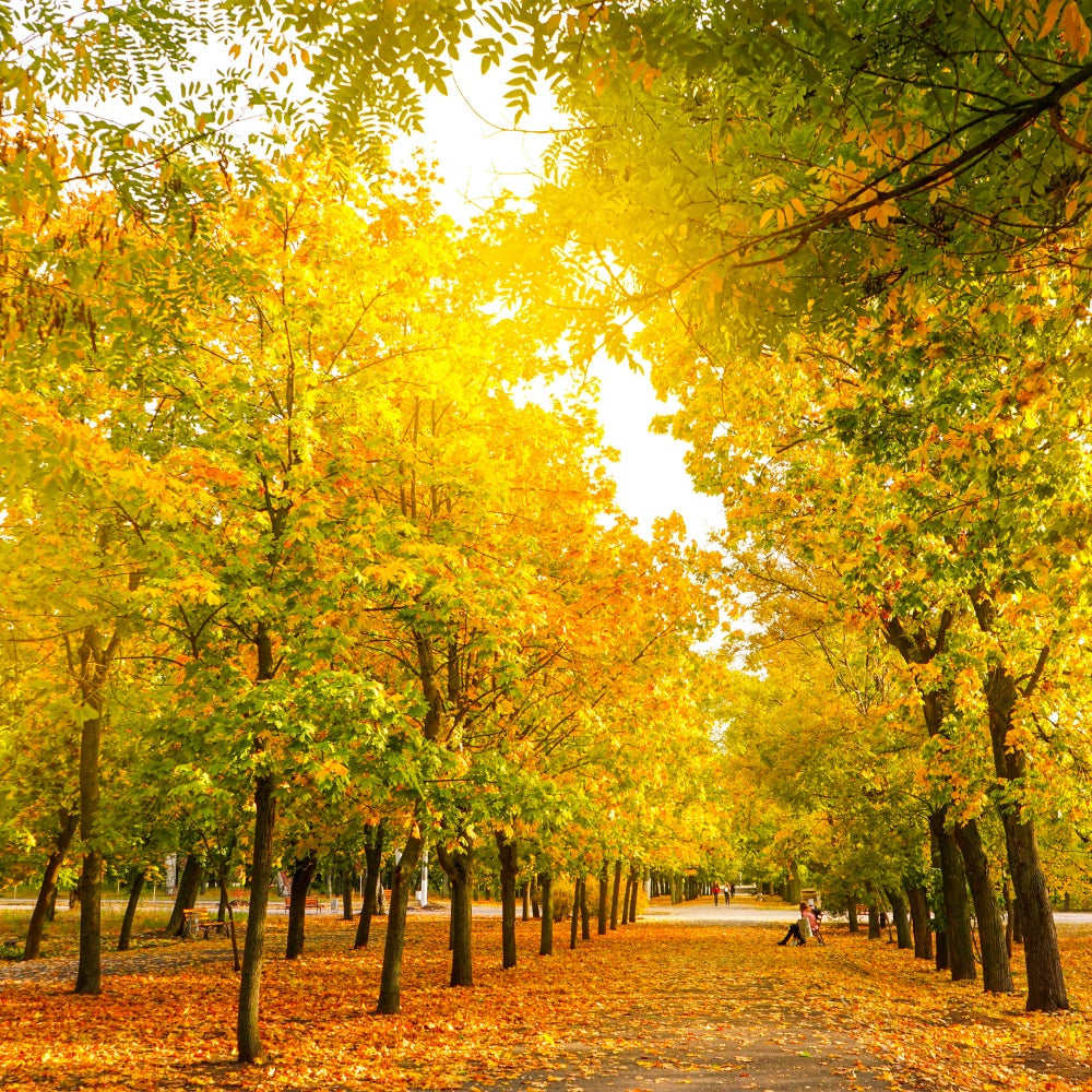 Fall Leaves Background Autumn Trees Golden Backdrop BRP10-234