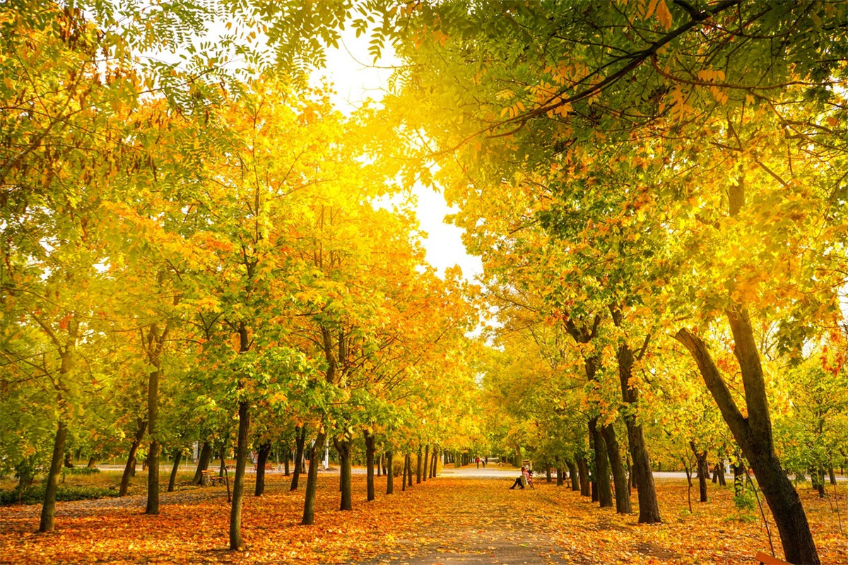 Fall Leaves Background Autumn Trees Golden Backdrop BRP10-234