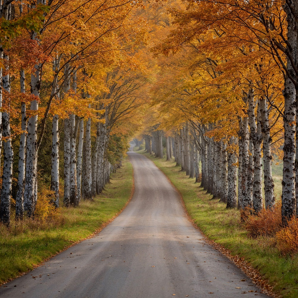 Fall Photo Backdrop Birch Tree Pathway Scene Backdrop BRP10-237