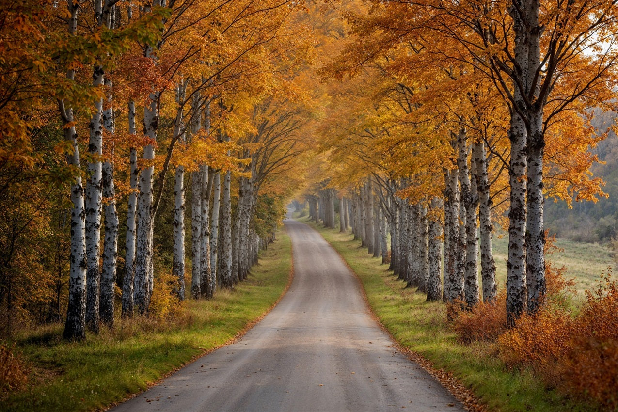 Fall Photo Backdrop Birch Tree Pathway Scene Backdrop BRP10-237