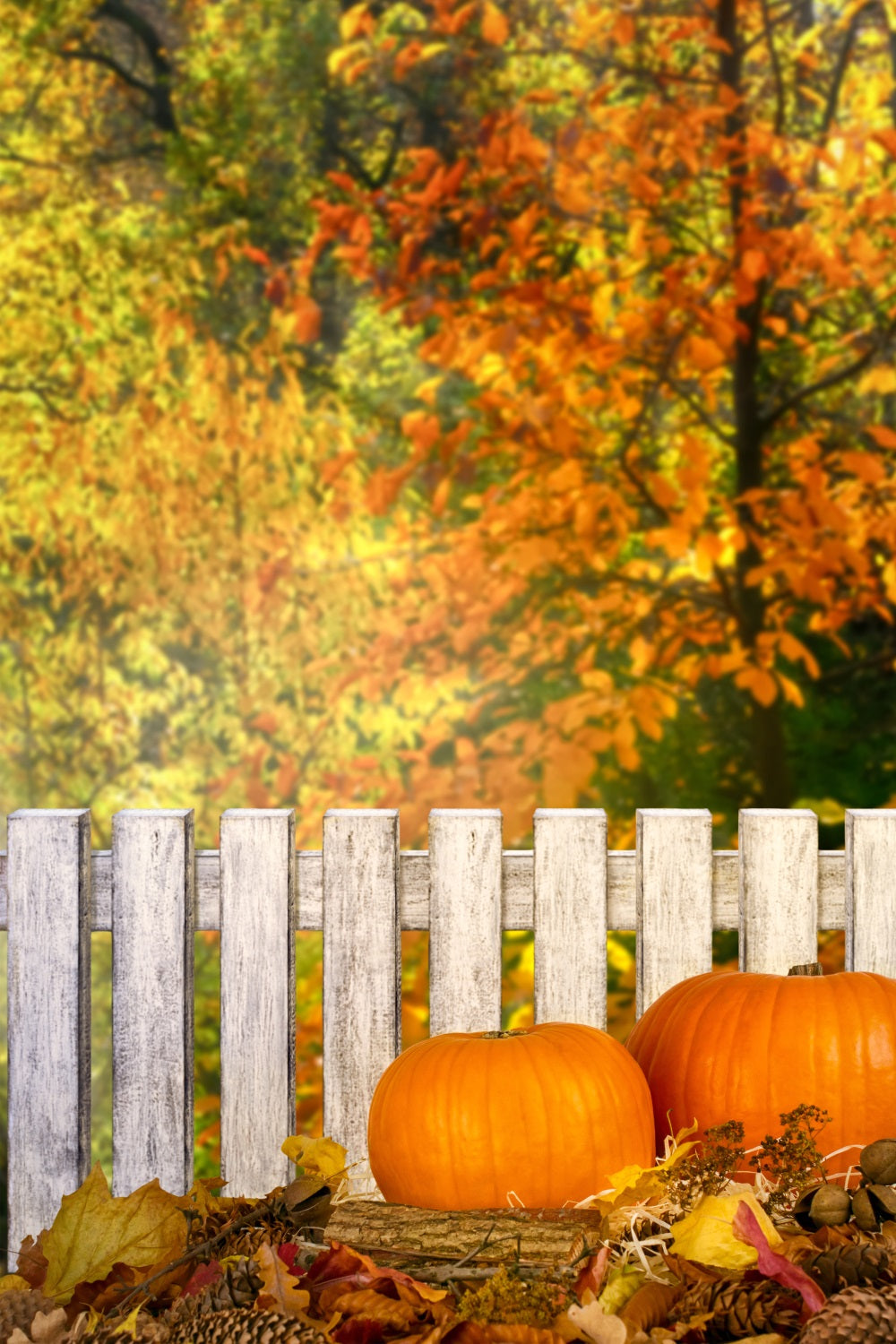 Fall Picture Backdrops Rustic Fence Pumpkins Backdrop BRP10-266