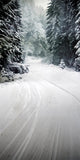 Winter Forest Sweep Serene Snow Path Backdrop BRP10-520