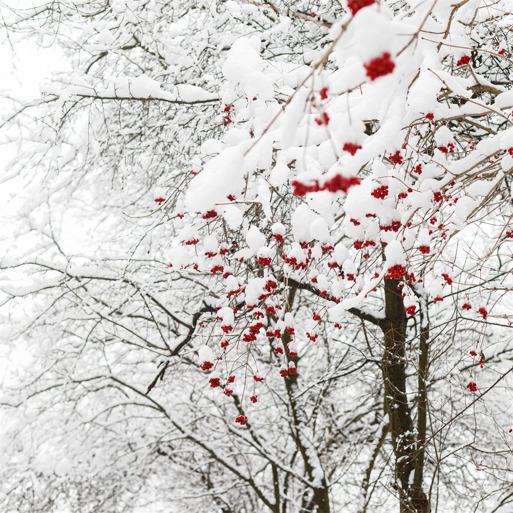 Winter Backdrops Photos Vibrant Red Berries Snow Backdrop BRP11-20