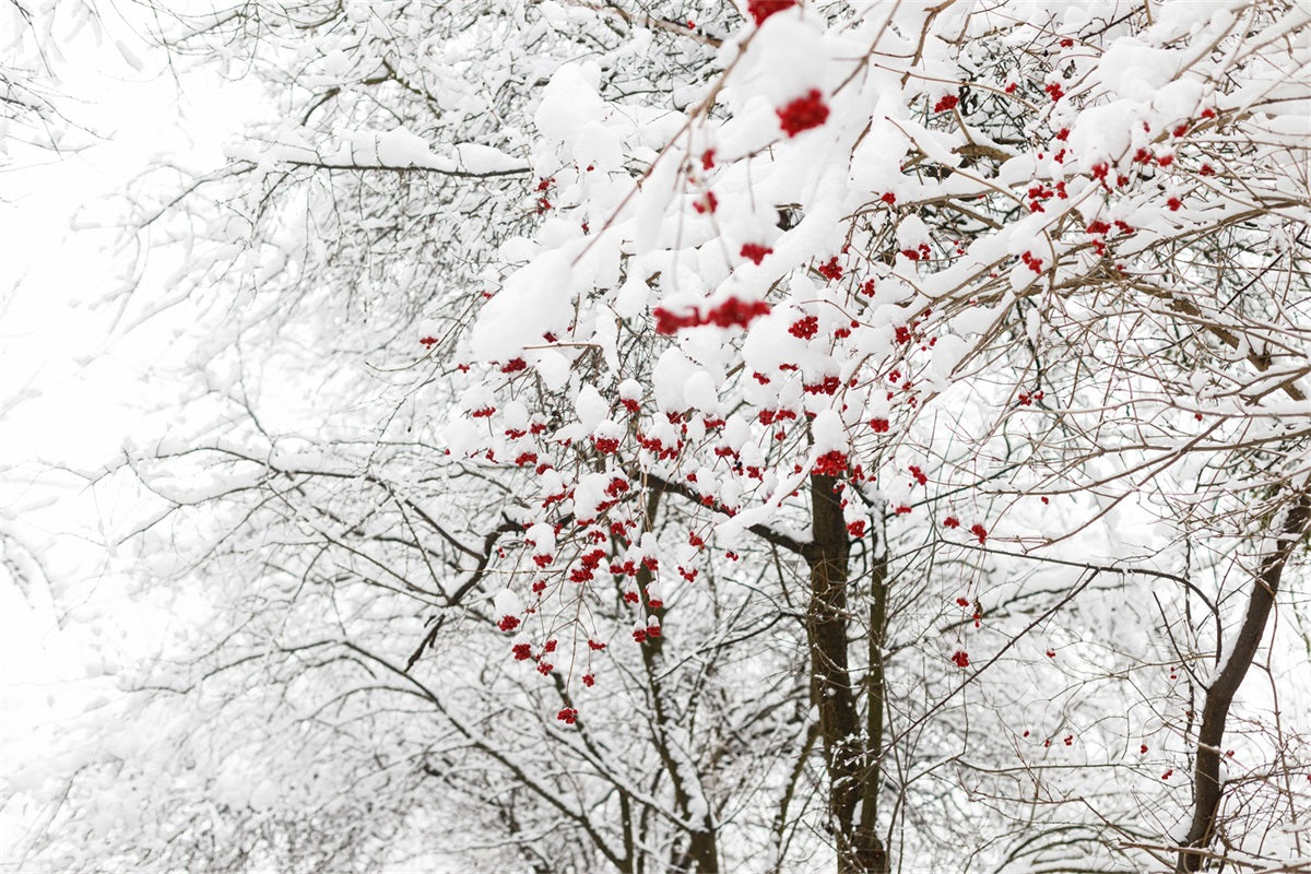 Winter Backdrops Photos Vibrant Red Berries Snow Backdrop BRP11-20