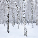 Winter Photo Backdrop Birch Trees Snowy Landscape Backdrop BRP11-26