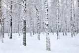 Winter Photo Backdrop Birch Trees Snowy Landscape Backdrop BRP11-26