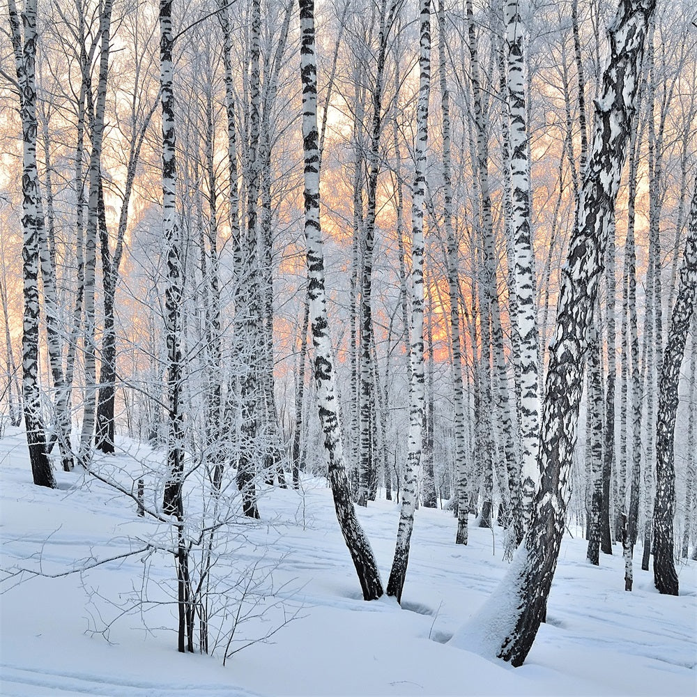 Winter Photo Backdrop Peaceful Dusk Birch Forest Backdrop BRP11-27