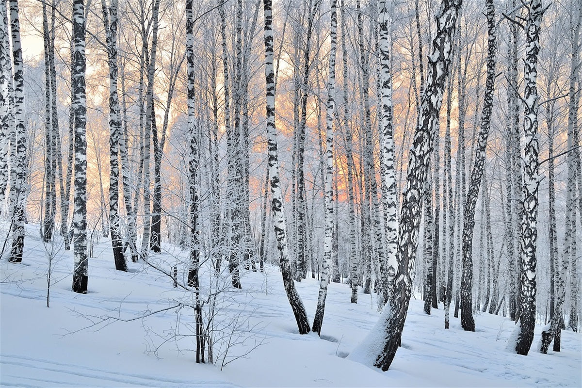 Winter Photo Backdrop Peaceful Dusk Birch Forest Backdrop BRP11-27