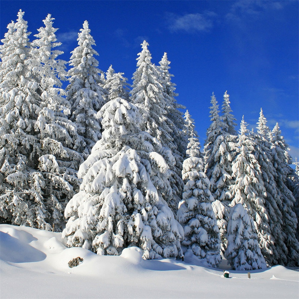 Winter Backdrop Frosted Trees Vibrant Sky Backdrop BRP11-3