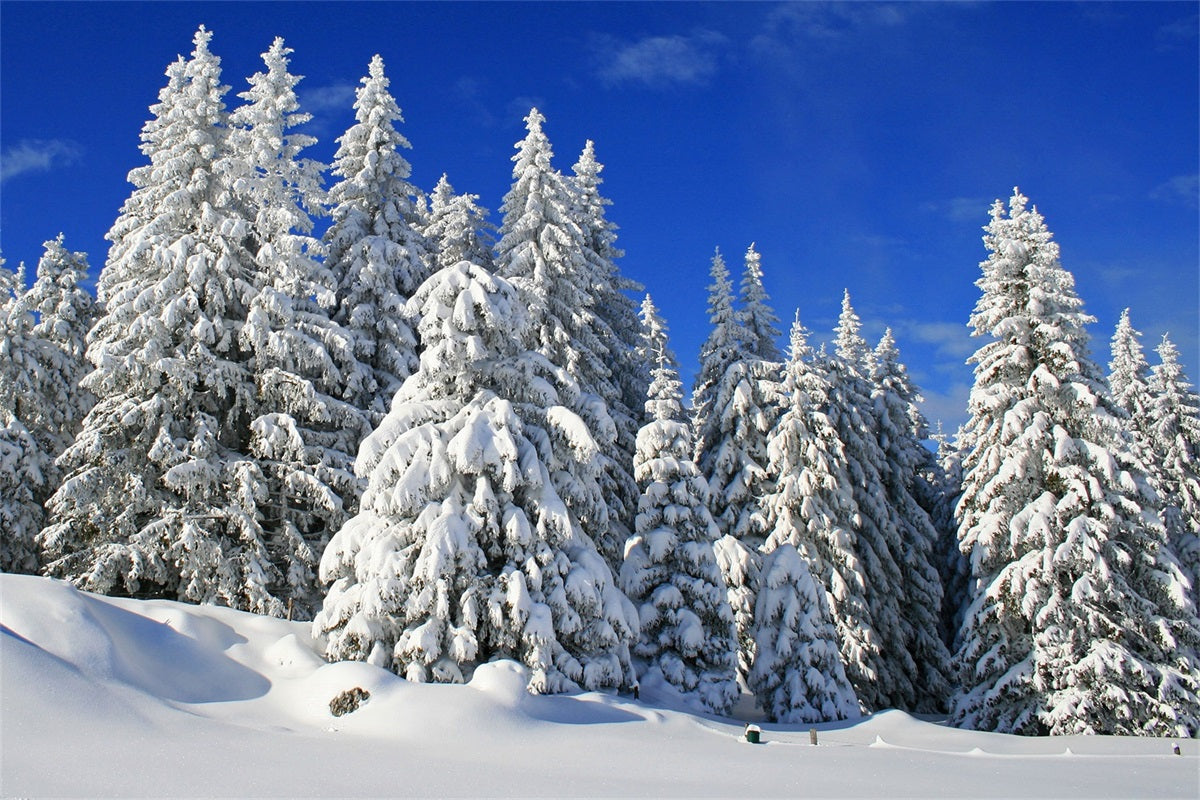 Winter Backdrop Frosted Trees Vibrant Sky Backdrop BRP11-3