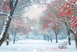 Winter Backdrop Scenes Picturesque Snowy Park Berries Backdrop BRP11-35