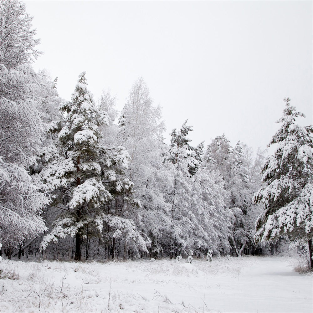 Winter Backdrops Snowy Landscape Icy Branches Backdrop BRP11-4