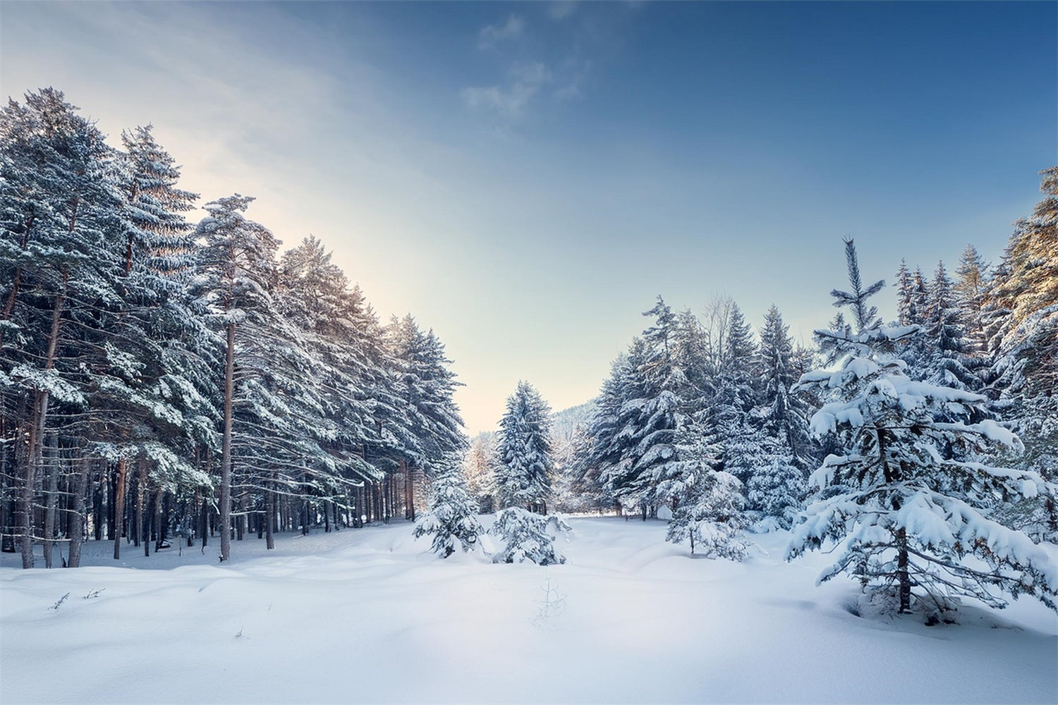 Winter Woods Backdrop Serene Pine Landscape Backdrop BRP11-490