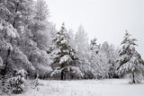 Winter Backdrops Snowy Landscape Icy Branches Backdrop BRP11-4