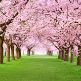 Photography Spring Backdrops Cherry Blossom Pathway Scenic Backdrop BRP11-514