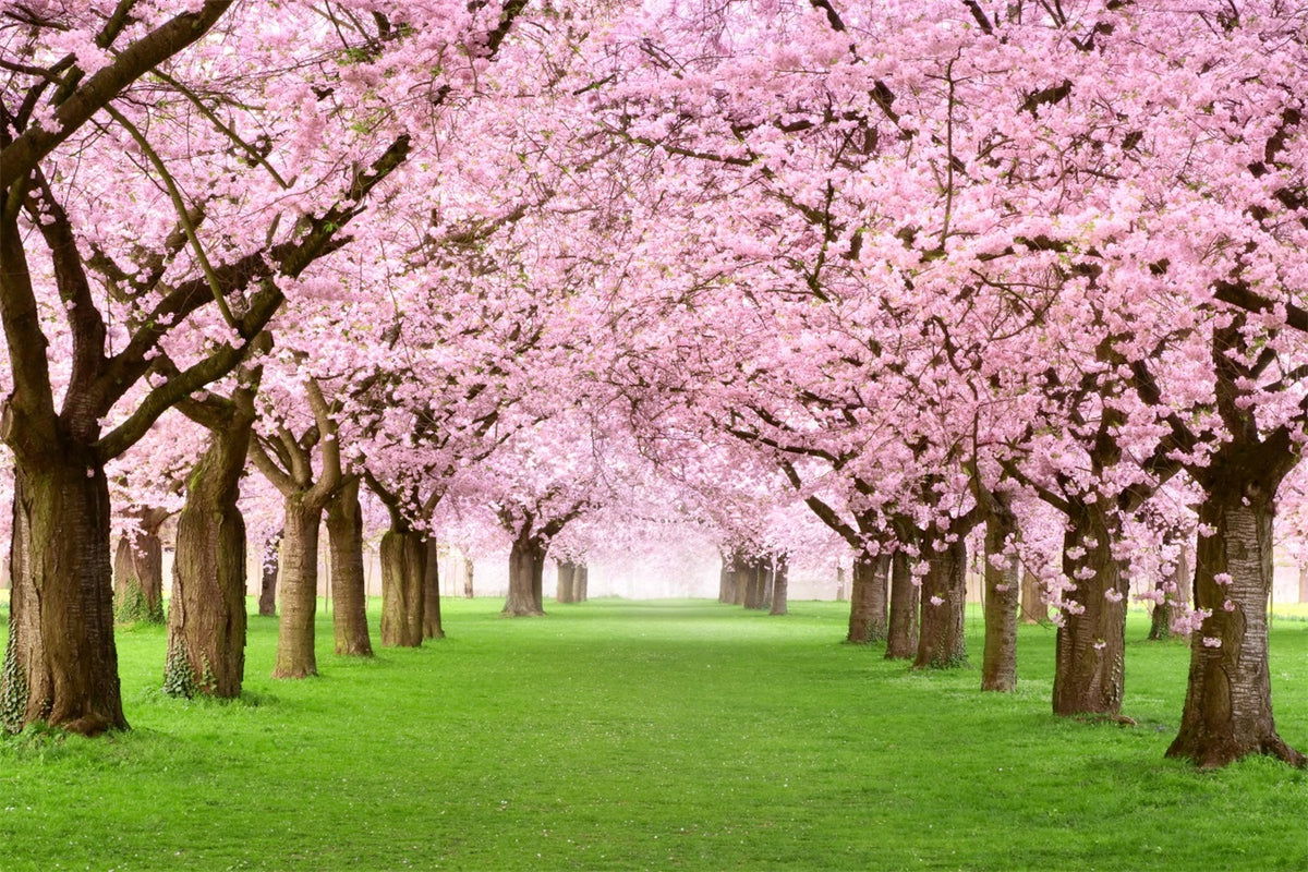 Photography Spring Backdrops Cherry Blossom Pathway Scenic Backdrop BRP11-514