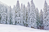 Winter Wonderland Photo Backdrop Snow-Covered Backdrop BRP11-5