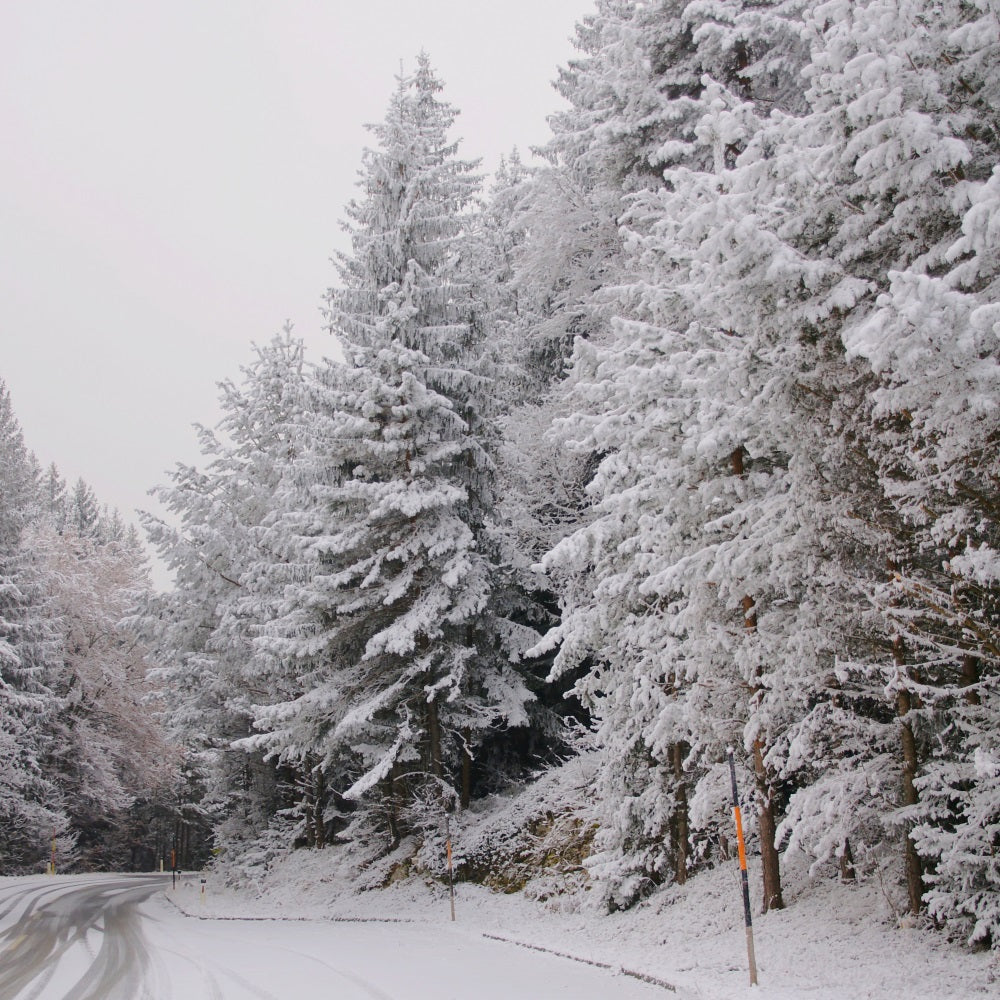 Winter Wonderland Backdrops Pathway Snow-Capped Pines Backdrop BRP11-69