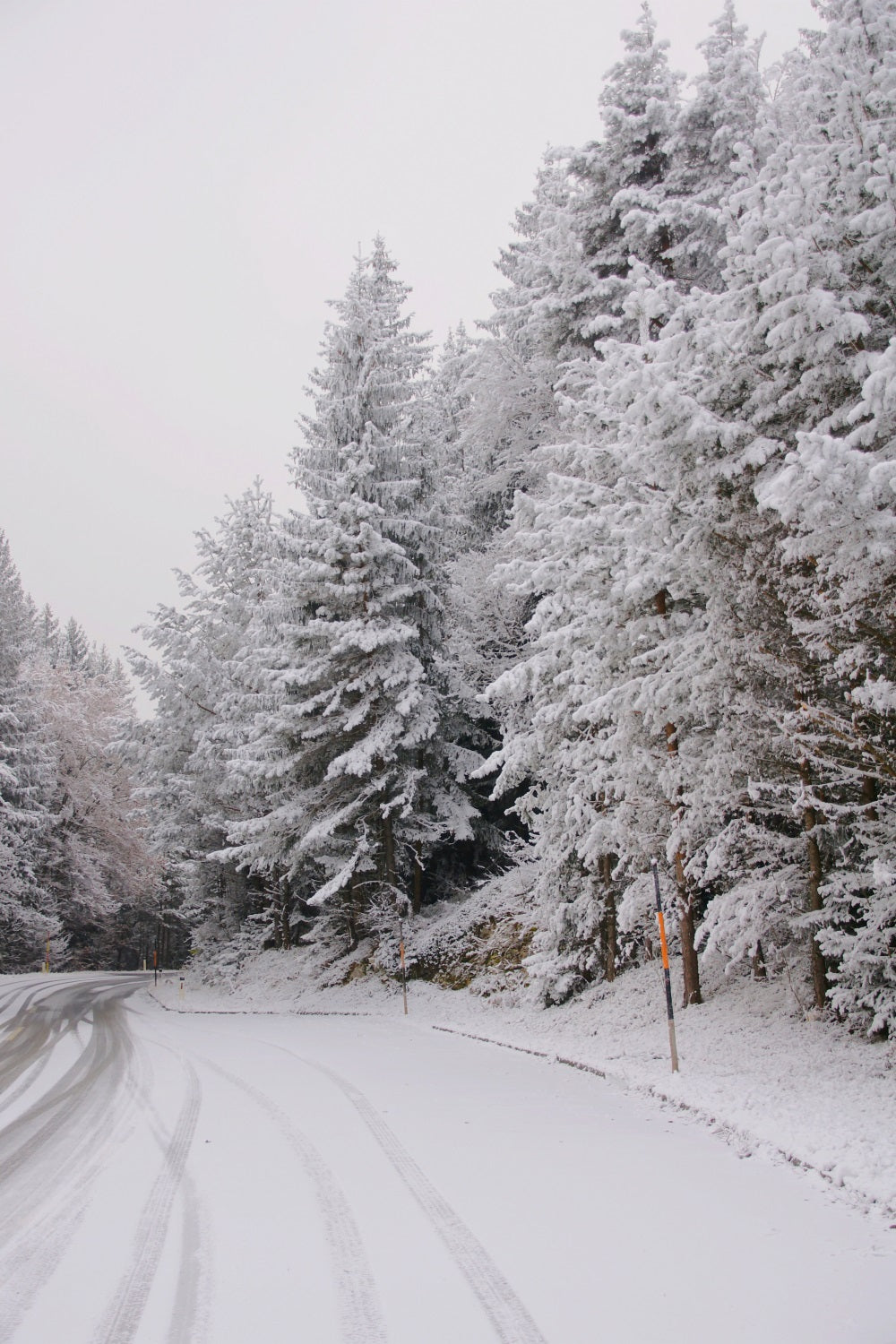 Winter Wonderland Backdrops Pathway Snow-Capped Pines Backdrop BRP11-69