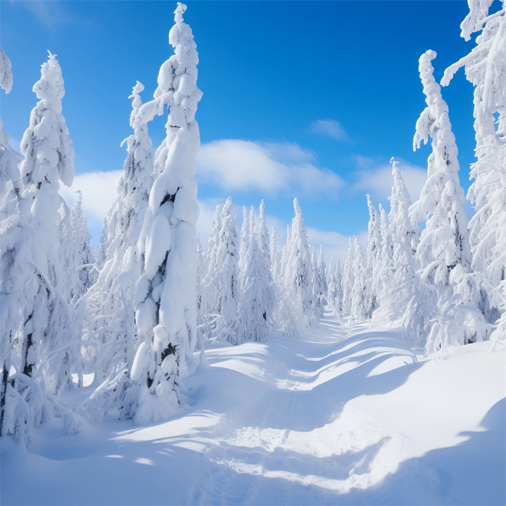 Winter Photography Backdrops Pine Trees Bright Sky Backdrop BRP11-8