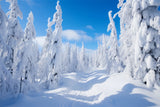 Winter Photography Backdrops Pine Trees Bright Sky Backdrop BRP11-8