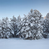 Winter Photo Backdrops Evergreen Trees Snow Backdrop BRP11-9