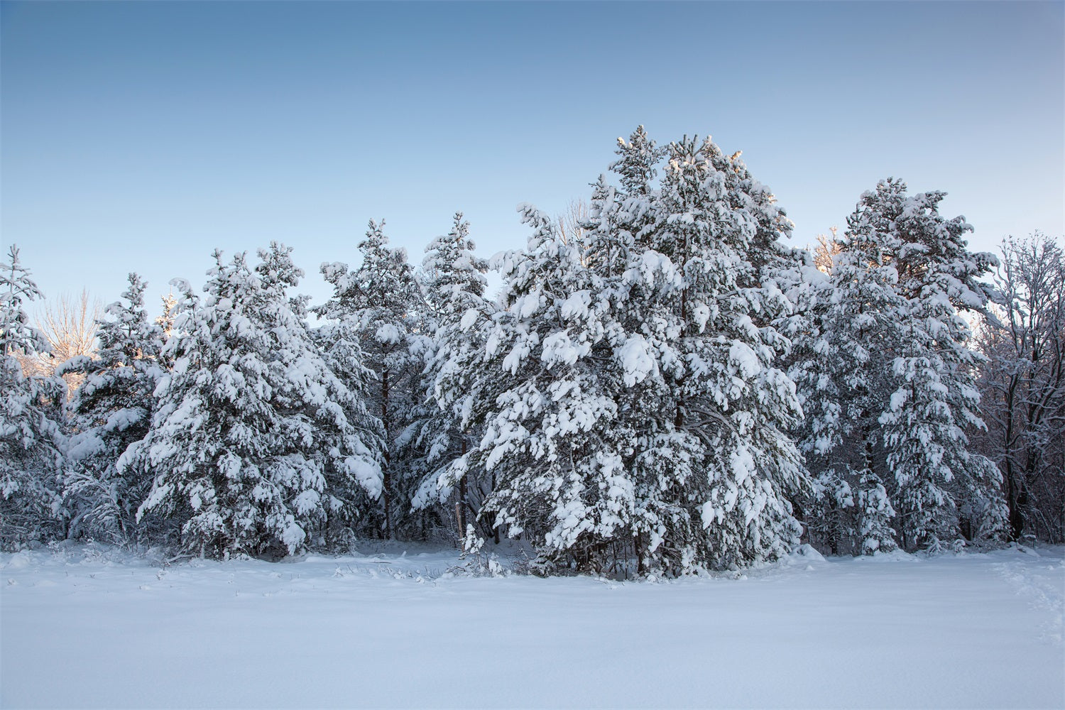 Winter Photo Backdrops Evergreen Trees Snow Backdrop BRP11-9