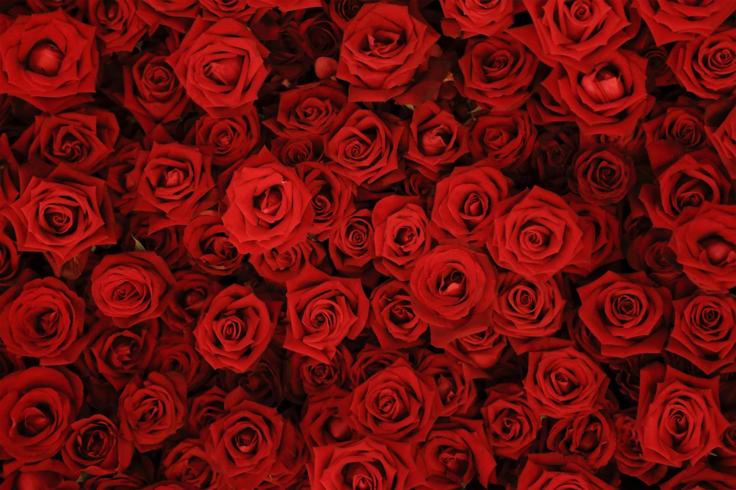 Backdrop Weddings Red Rose Floral Wall Backdrop BRP12-384