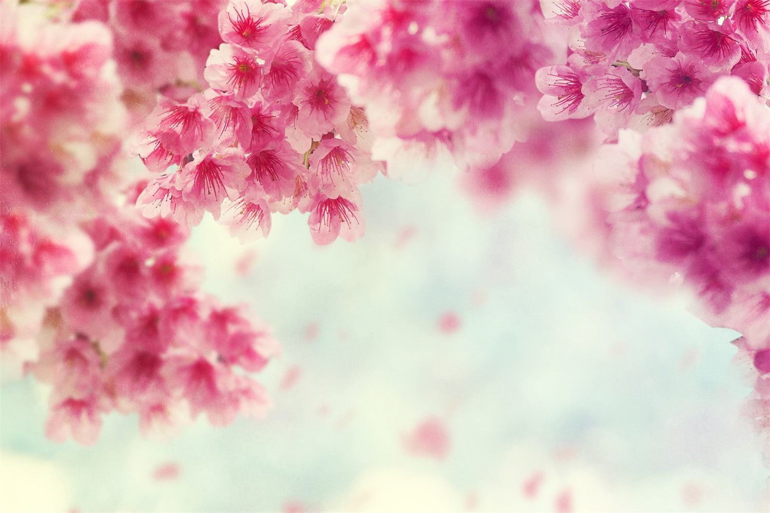 Spring Backdrop Photography Cherry Petals Falling Backdrop BRP12-466