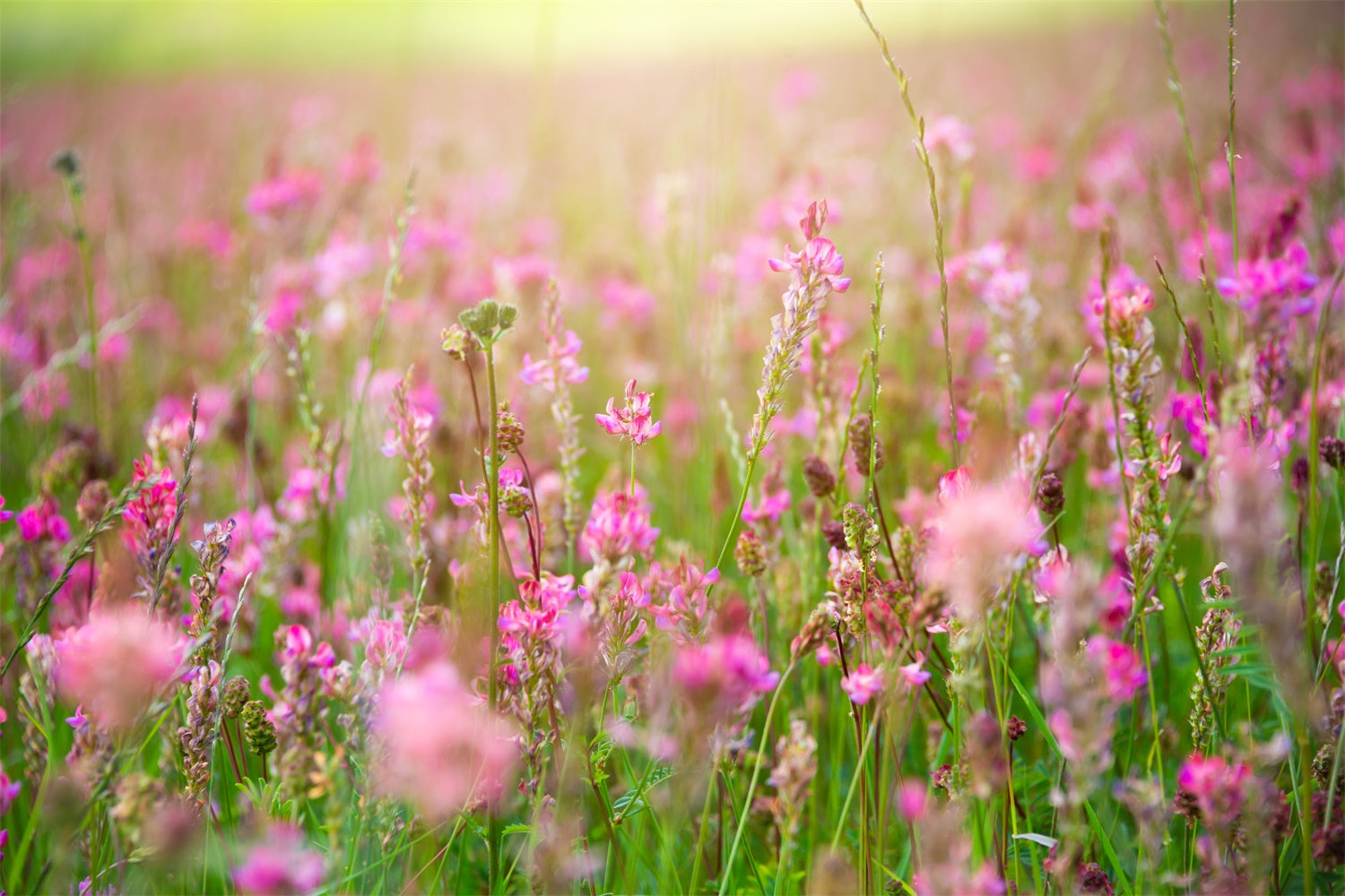 Backdrop Floral Romantic Pink Blossom Meadow Backdrop BRP12-569