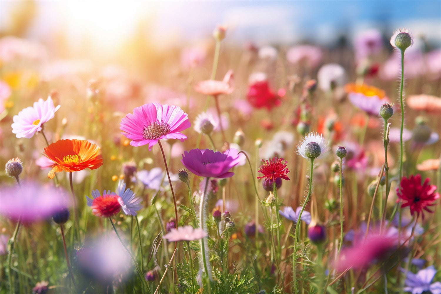 Flowers For Backdrops Enchanted Wildflower Meadow Sunshine Backdrop BRP12-570