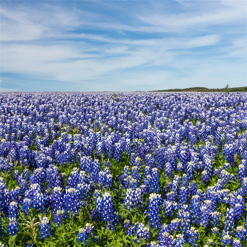 Floral Photography Backdrop Wildflower Meadow Blue Sky Backdrop BRP2-94