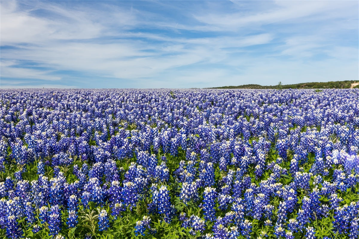 Floral Photography Backdrop Wildflower Meadow Blue Sky Backdrop BRP2-94