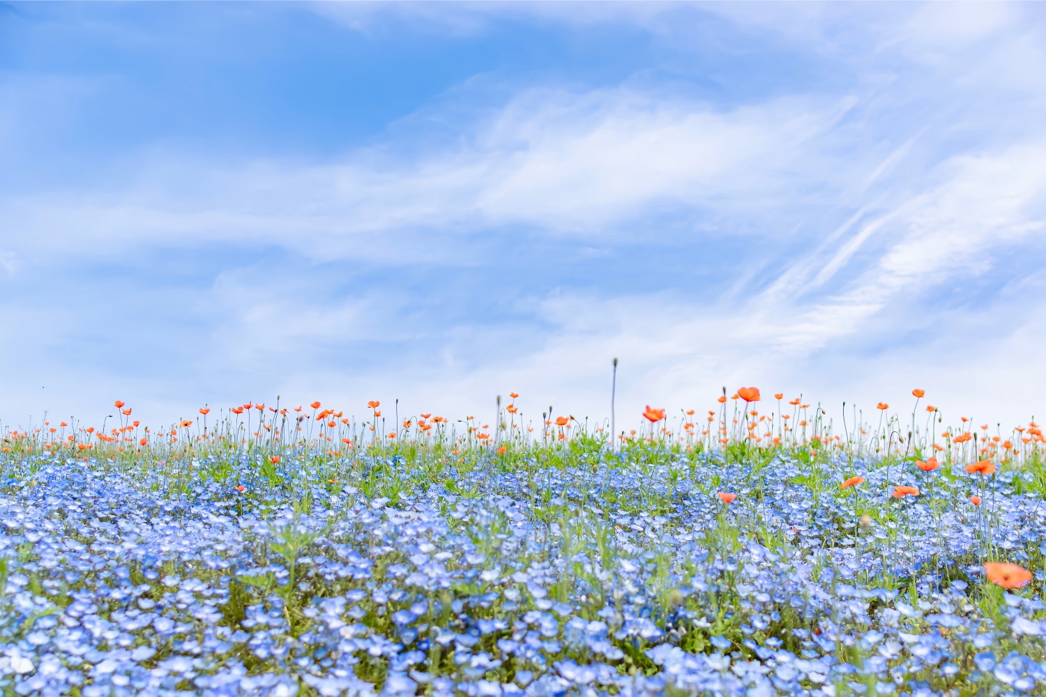 Floral Backdrops For Photography Blue Wildflower Field Sky Backdrop BRP2-95