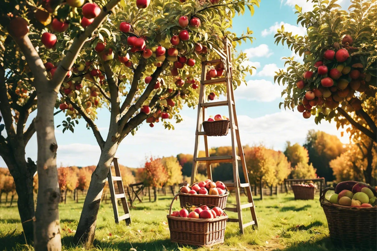 Autumn Outdoor Forest Red Apple Orchard Backdrop BRP7-111