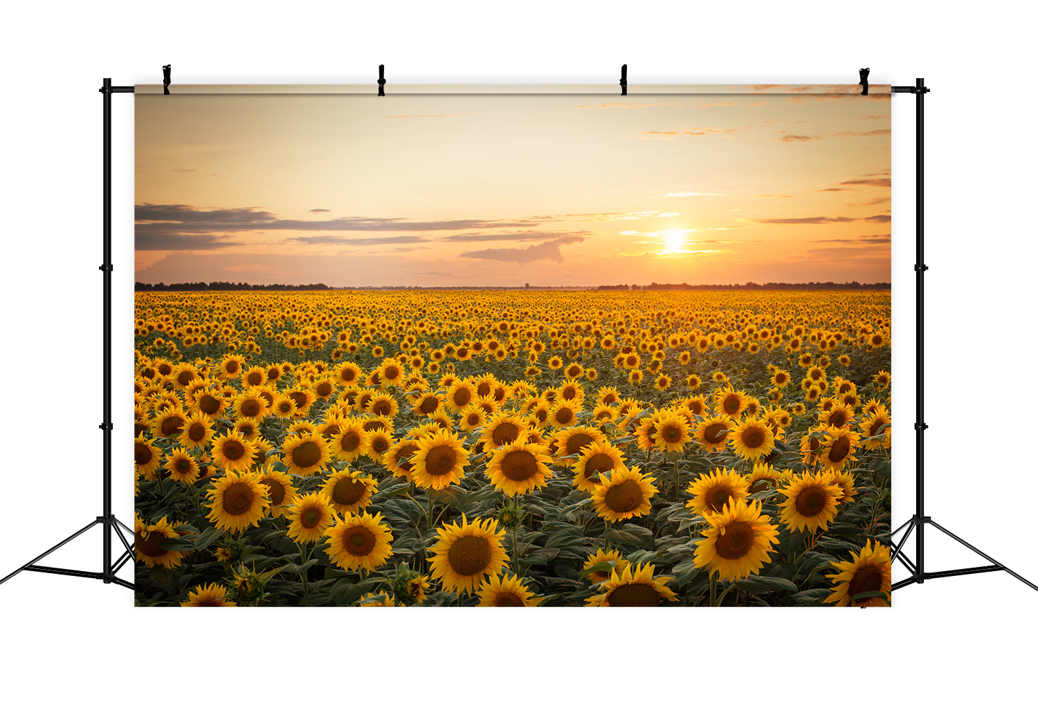 Autumn Sunflower Sunset Photography Backdrop BRP7-118