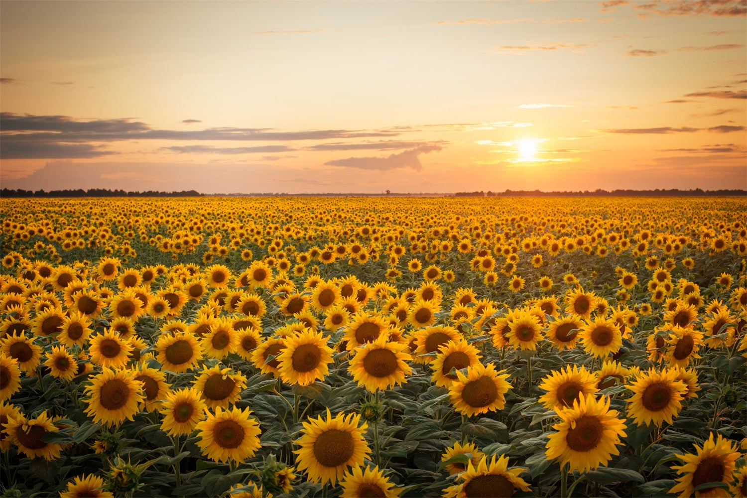 Autumn Sunflower Sunset Photography Backdrop BRP7-118