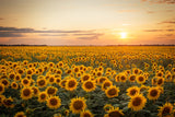 Autumn Sunflower Sunset Photography Backdrop BRP7-118