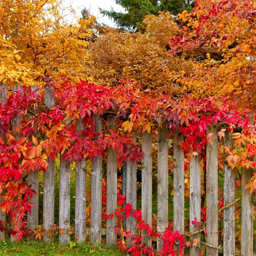 Autumn Fence with Colorful Leaves Backdrop BRP7-200