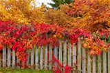 Autumn Fence with Colorful Leaves Backdrop BRP7-200