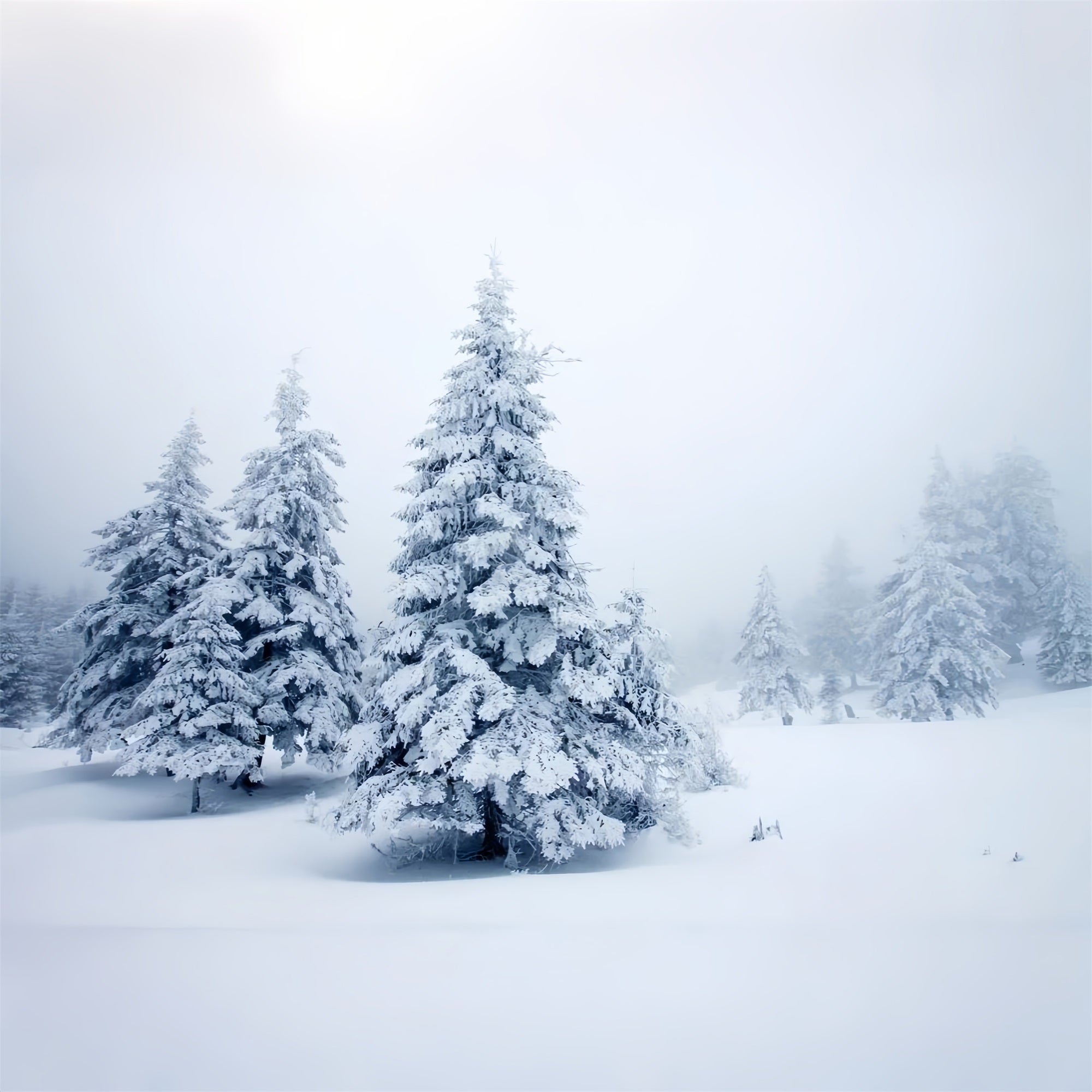 Winter Pines Quiet Snowy Landscape Backdrop BRP9-219