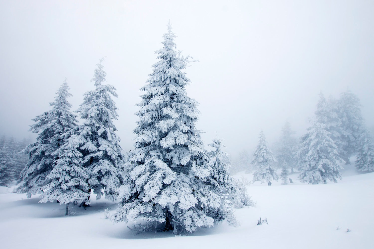 Winter Pines Quiet Snowy Landscape Backdrop BRP9-219