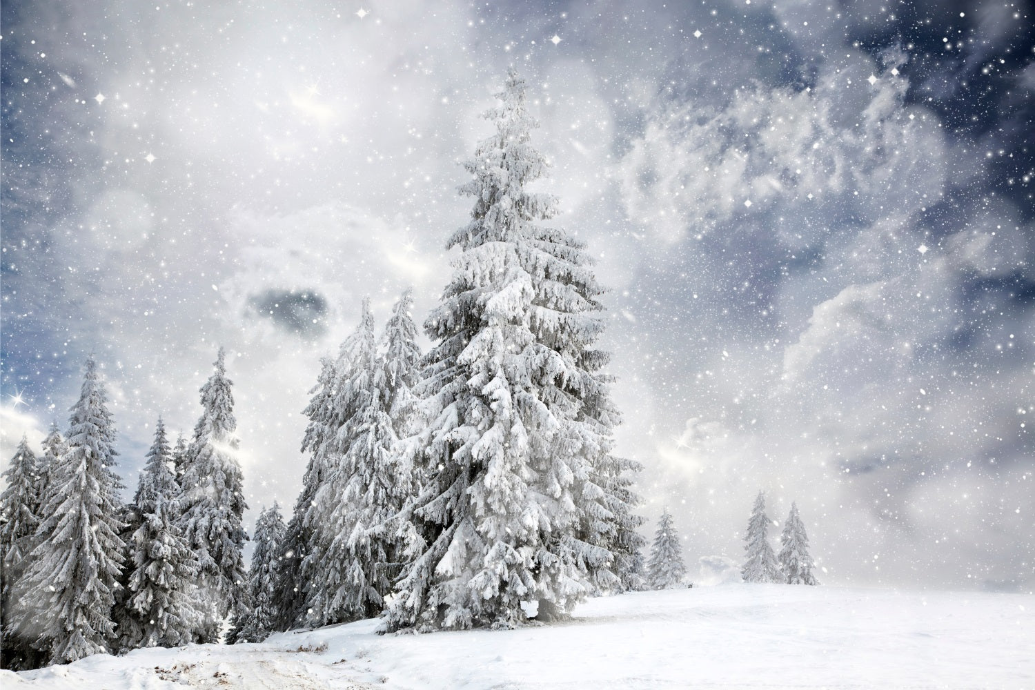 Winter Forest Under Starlit Sky Backdrop BRP9-224