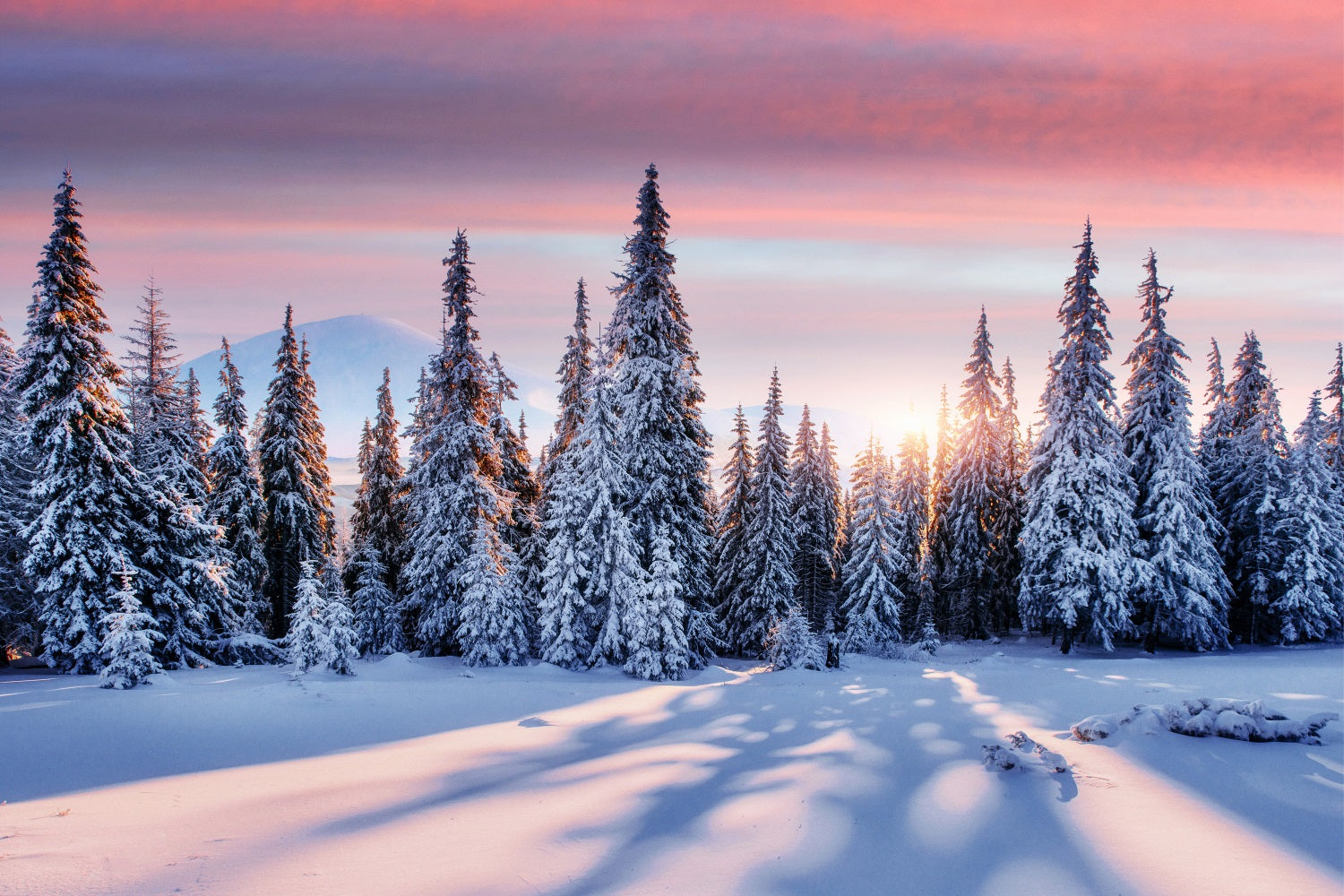 Winter Sunrise Over Snowy Forest Backdrop BRP9-226